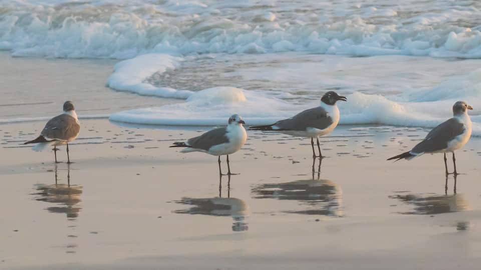 Laughing gulls reflected in the wet sand on the bgeach on Amilia Island, Florida.