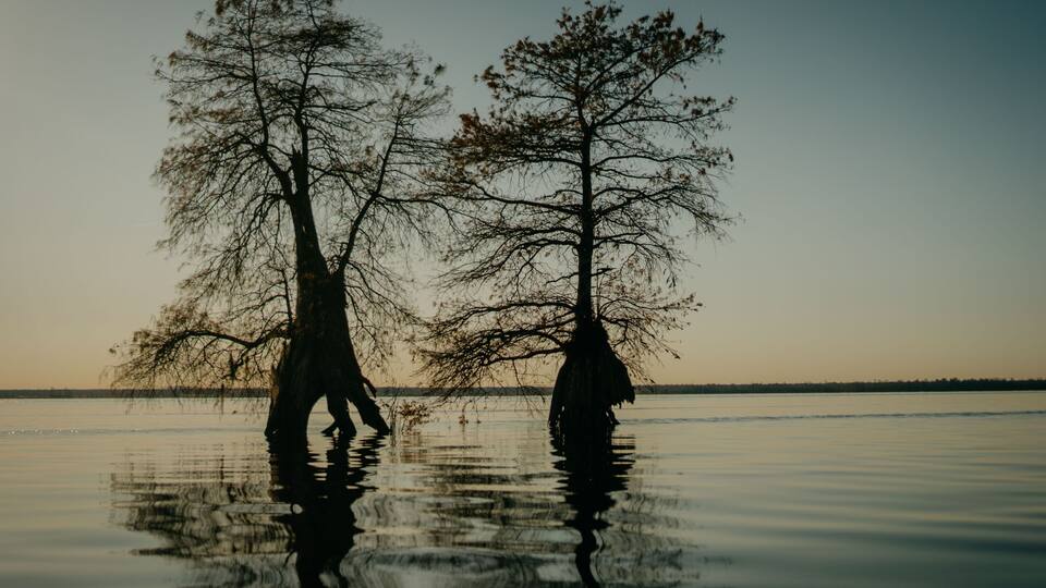 Silhouettes of trees in Great Dismal Swamp. Virginia, United States.