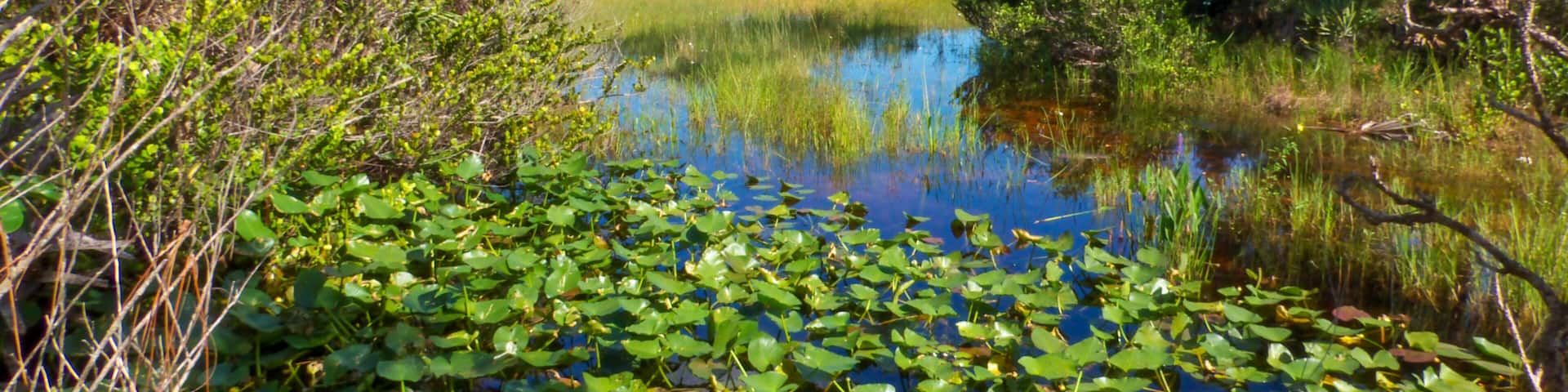 Interior flow control canal separating two natural wetland preserves in the Northeast Everglades of Florida