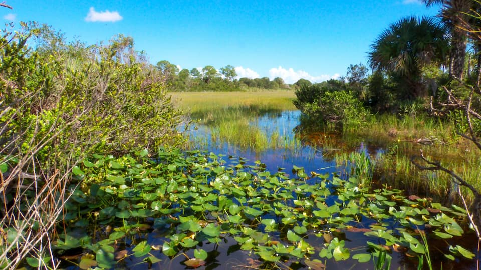 Interior flow control canal separating two natural wetland preserves in the Northeast Everglades of Florida