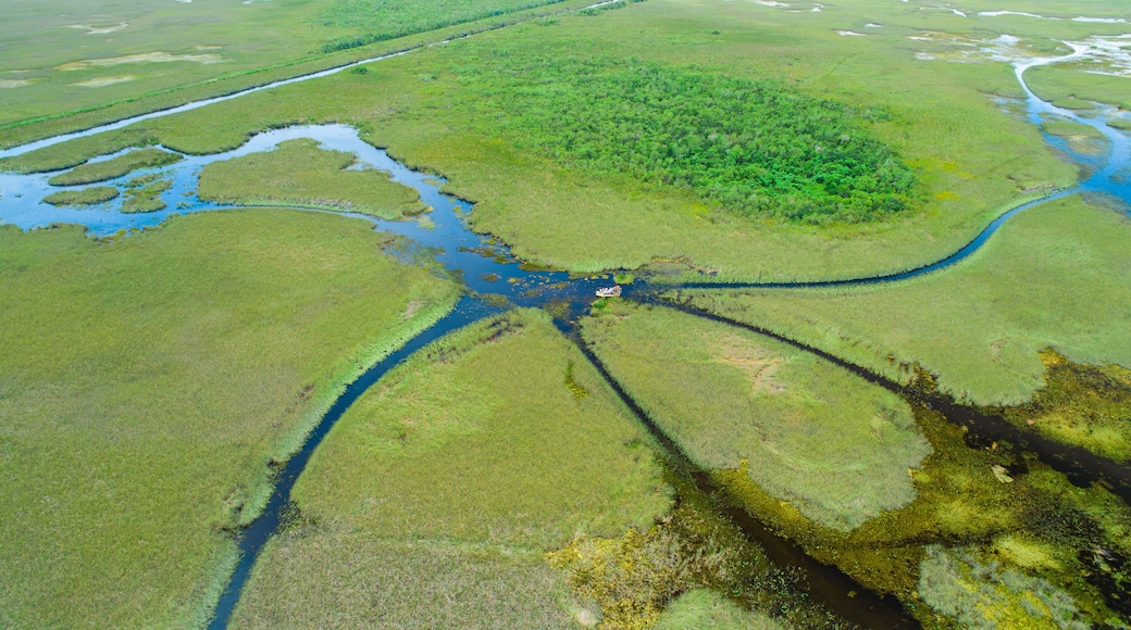 Airboat tour in Everglades National Park. Miami. Florida. USA.