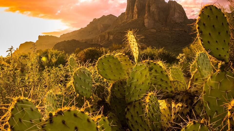 Gold Canyon Serenade