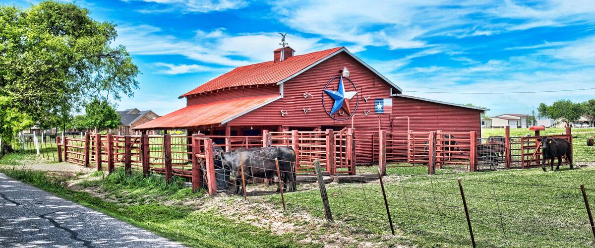 Old Red Barn with cattle..