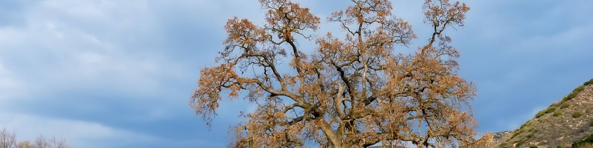 Autumn California country landscape in the Santa Monica mountains