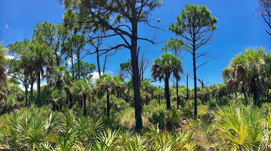 Caladesi Island, Florida - July 27, 2018: Mangrove in Caladesi Island in Florida