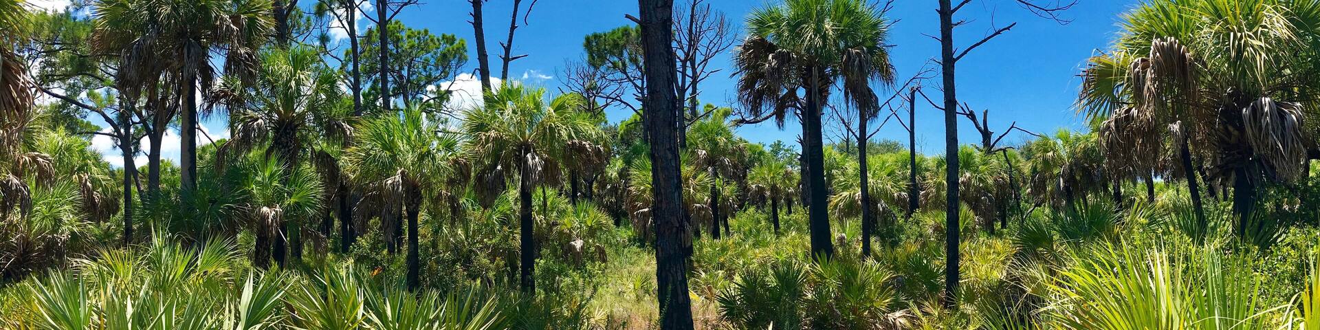 Caladesi Island, Florida - July 27, 2018: Mangrove in Caladesi Island in Florida