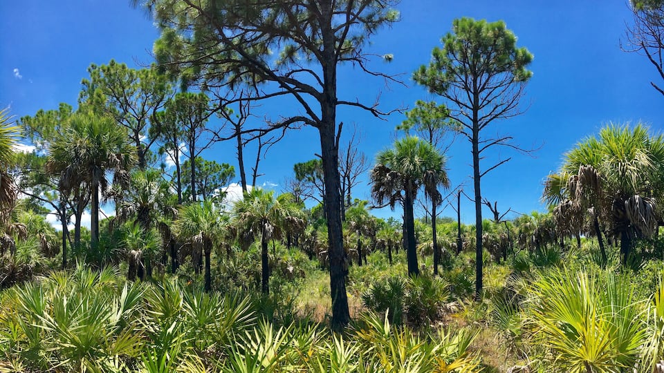 Caladesi Island, Florida - July 27, 2018: Mangrove in Caladesi Island in Florida