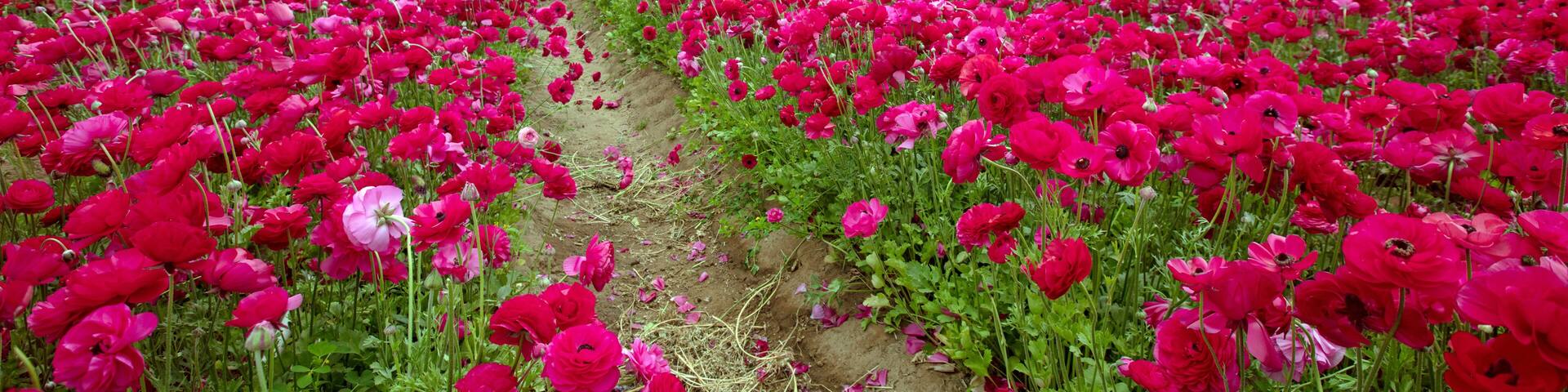 Magenta pink microfield of ranunculus flowers in north San Diego county in southern California United States