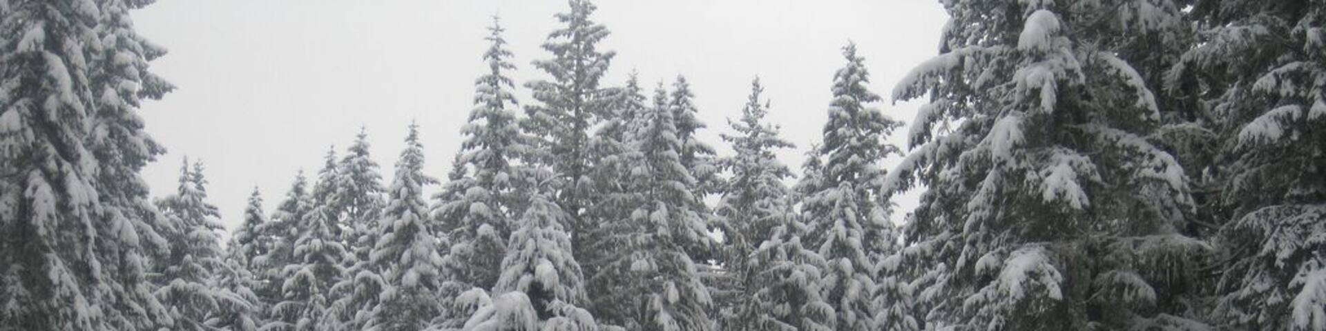 Charming cabin just outside of Mt. Rainier National Park, with three bedrooms (one well-suited for kids), a stocked kitchen, a big yard with a fire pit and creek beyond, and a hot tub in the backyard. Super adorable place, and incedibly fun to watch the snow fall this particular weekend.