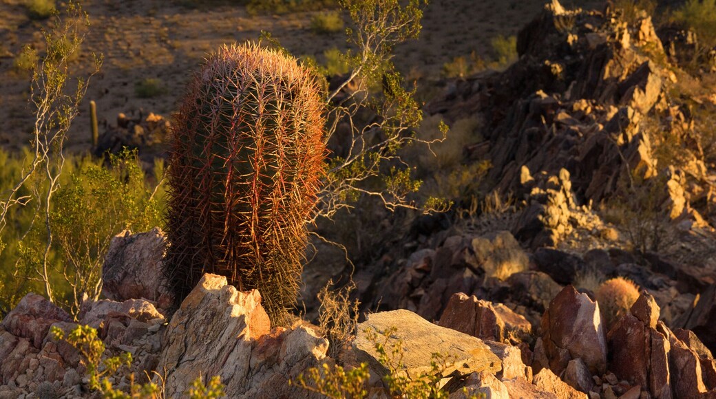 Desert life in Phoenix,Az,USA. View of Pheonix facing South West from Phoenix Mountains Park Recreation Area, and Dreamy Draw Recreation Area