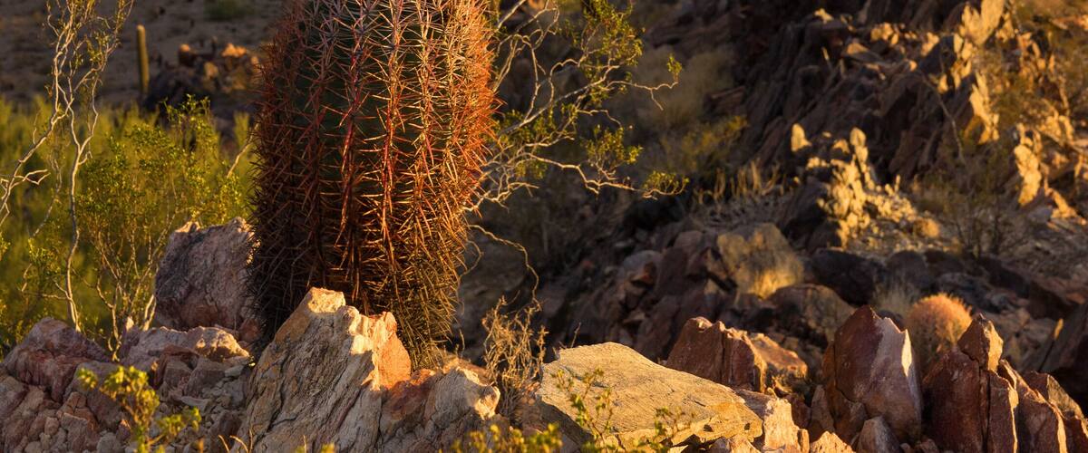 Desert life in Phoenix,Az,USA. View of Pheonix facing South West from Phoenix Mountains Park Recreation Area, and Dreamy Draw Recreation Area