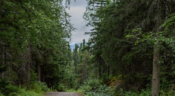 แอบบอตต์ ลูป