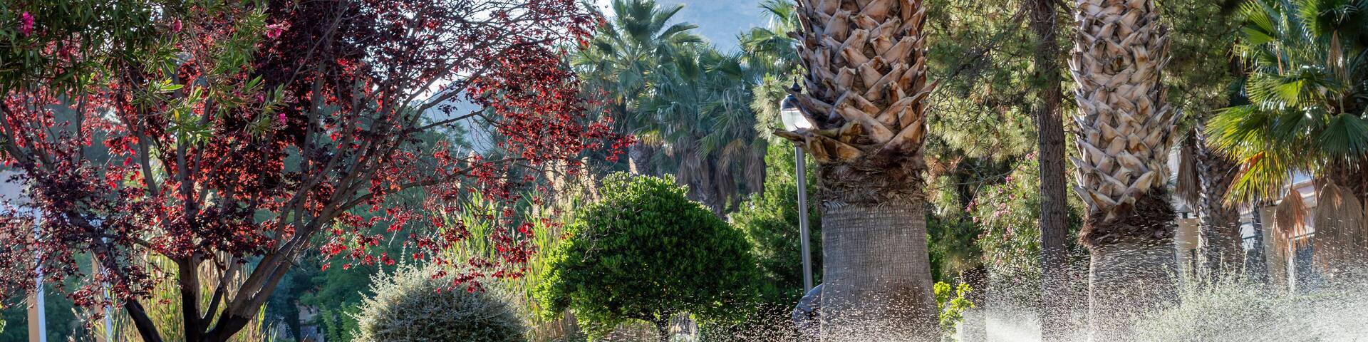 Watering lawn grass palm trees and plants
