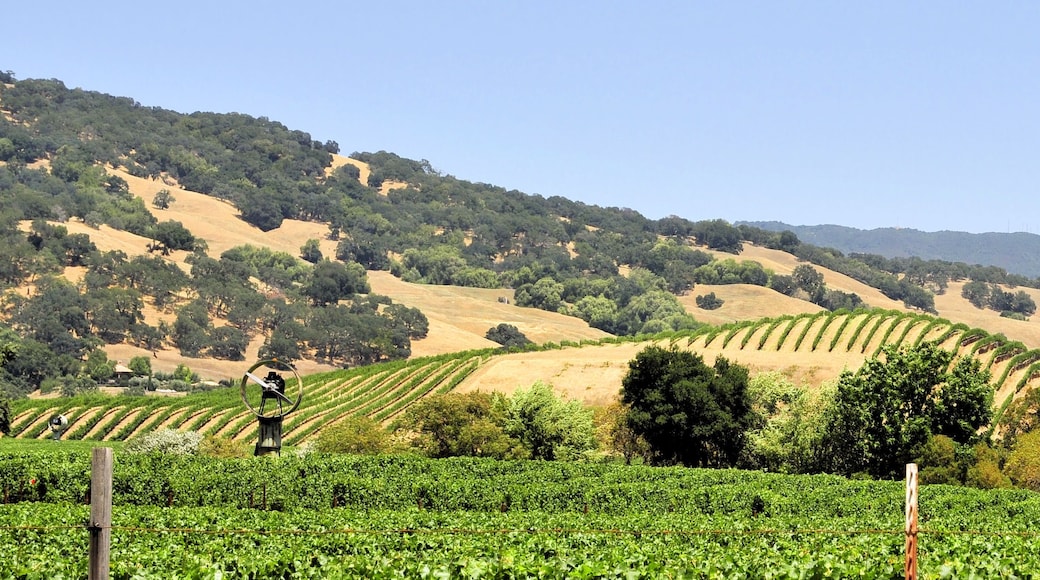 Napa Valley Vinyard / Vinyards of Napa Valley California