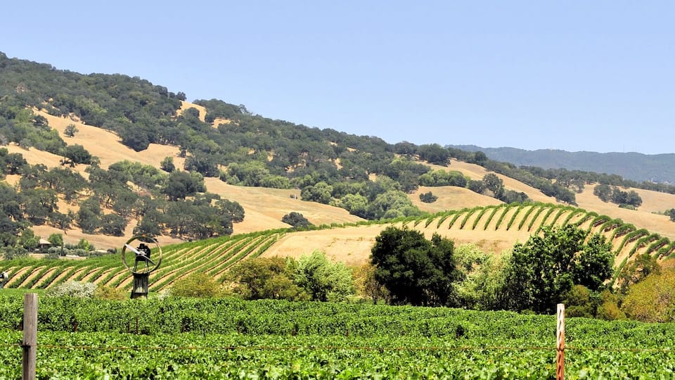 Napa Valley Vinyard / Vinyards of Napa Valley California