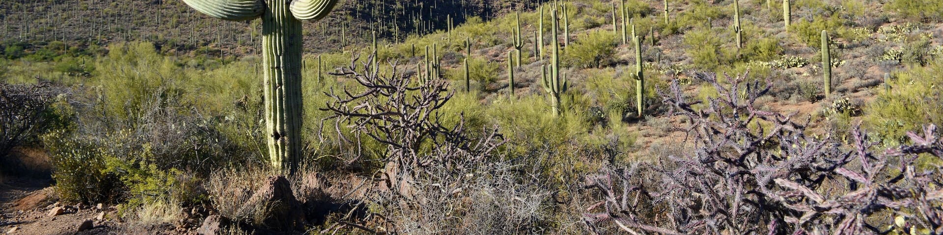 Saguaro Cactus Cacti Bowen Trail Starr Pass Tucson Arizona