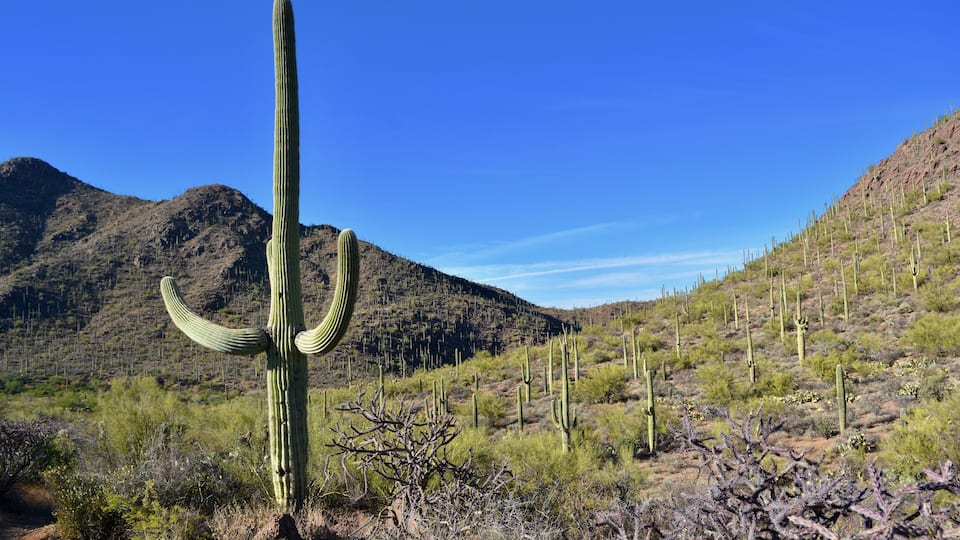 Saguaro Cactus Cacti Bowen Trail Starr Pass Tucson Arizona