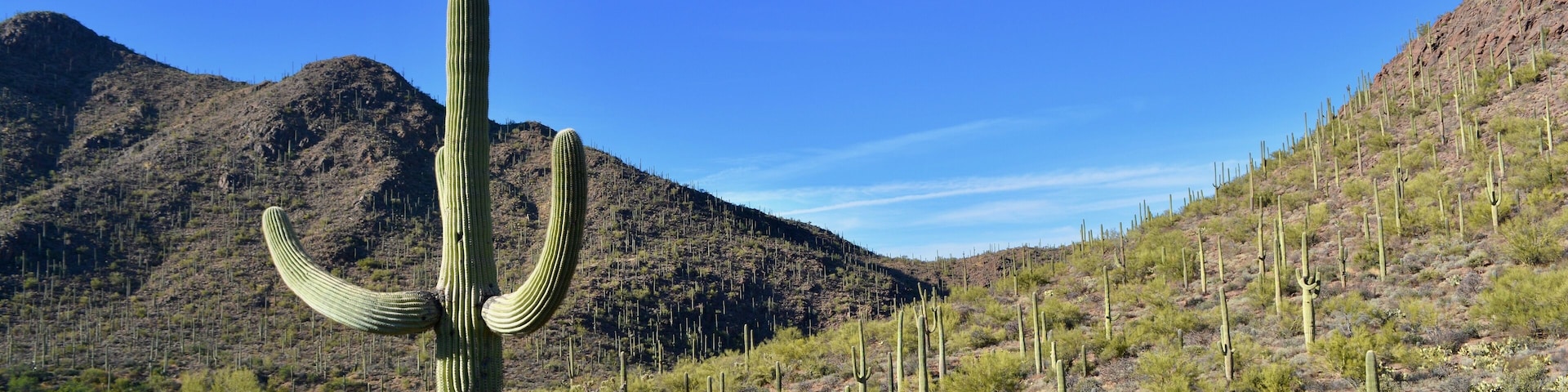 Saguaro Cactus Cacti Bowen Trail Starr Pass Tucson Arizona