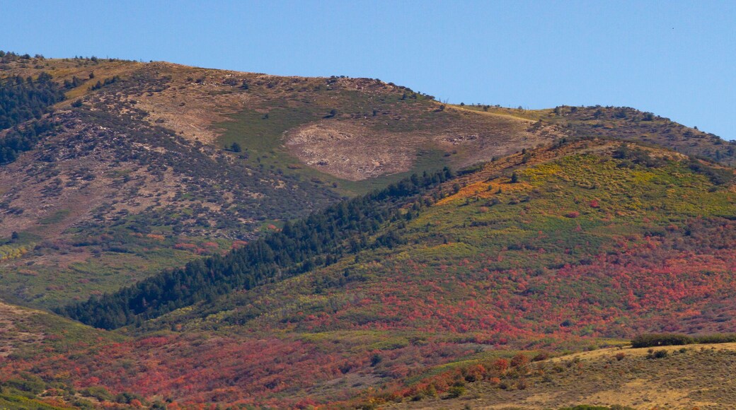 ลิงซ์ เมาน์เทน วิว เอสเตทส์