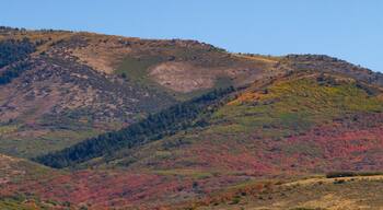 Fall color in mountains