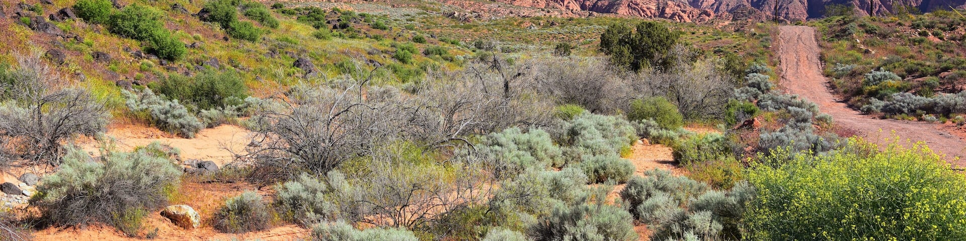 Views of Red Mountain Wilderness and Snow Canyon State Park from the Millcreek Trail and Washington Hollow by St George, Utah in Spring bloom in desert. United States.