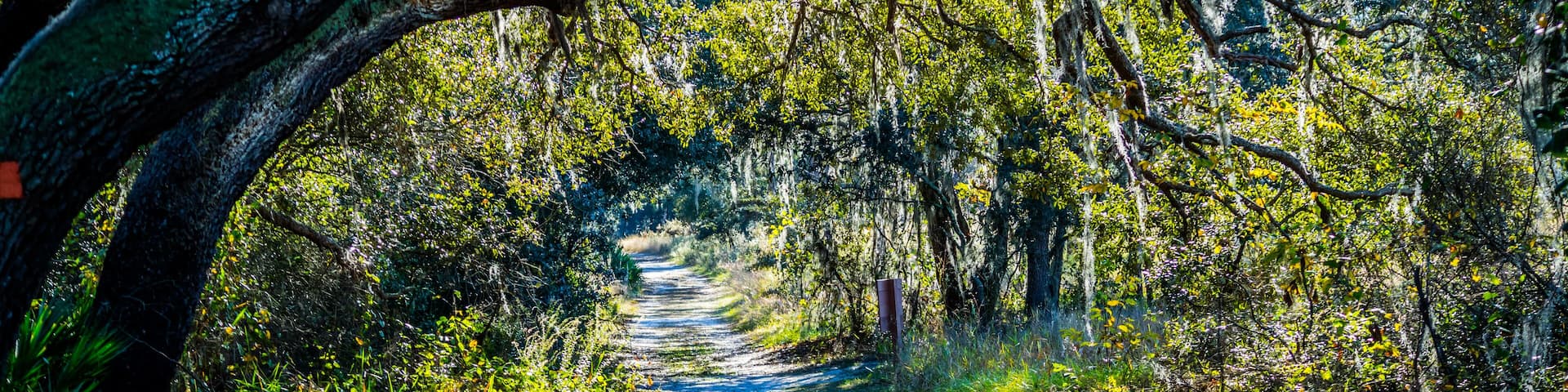 A forest trail with the sun shining through the foliage of the park in Orlando, Florida