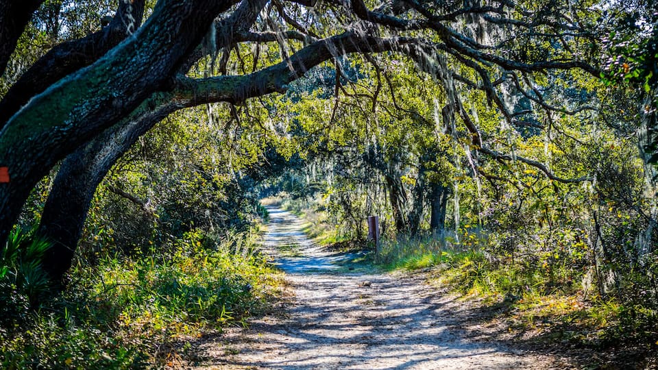 A forest trail with the sun shining through the foliage of the park in Orlando, Florida