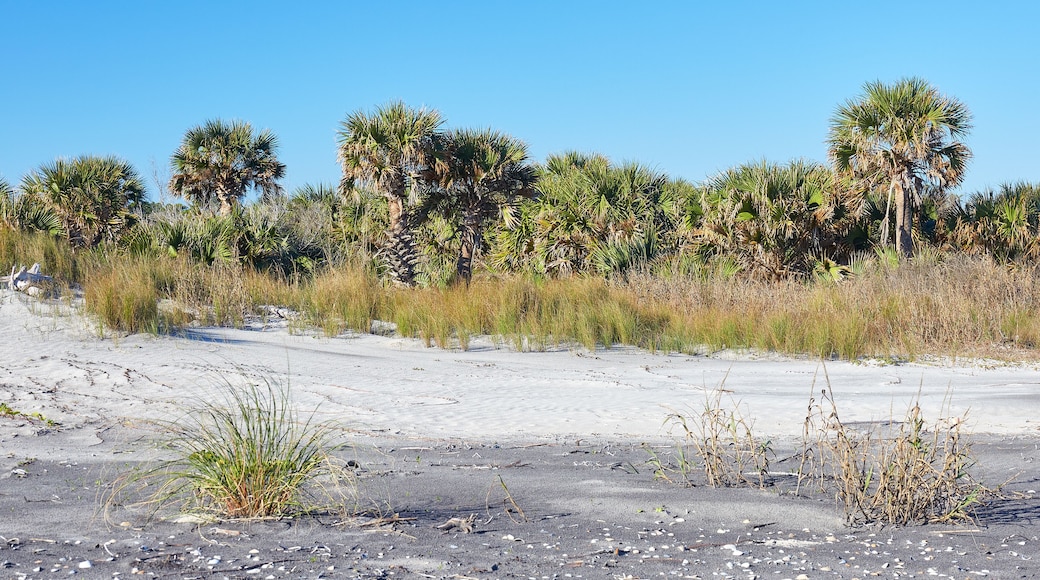 Palm trees near the beach at Little Talbot Island State Park near Jacksonville, Florida