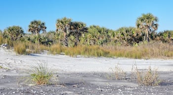 Palm trees near the beach at Little Talbot Island State Park near Jacksonville, Florida