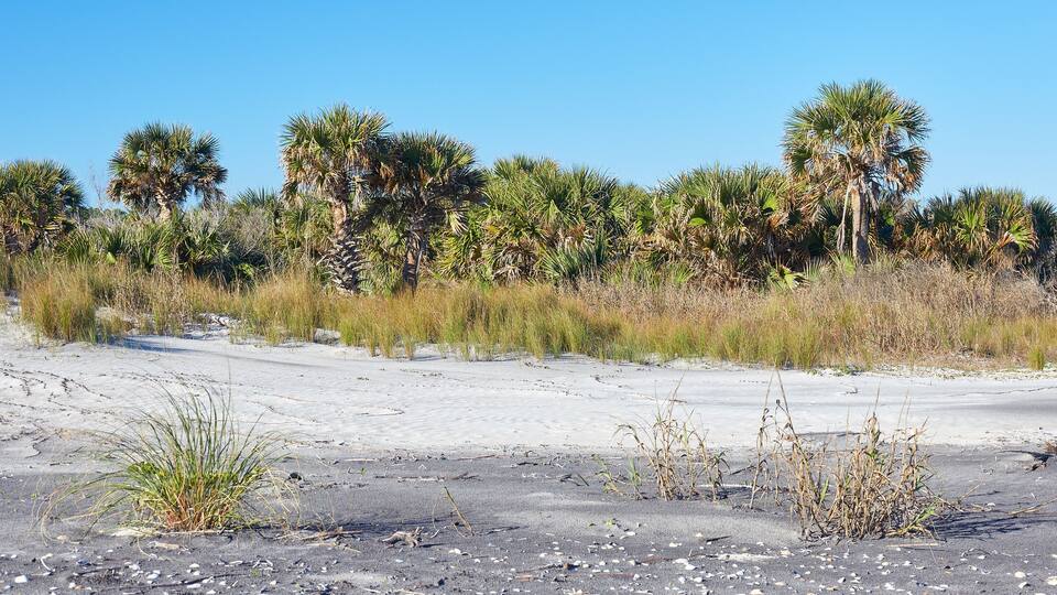 Palm trees near the beach at Little Talbot Island State Park near Jacksonville, Florida
