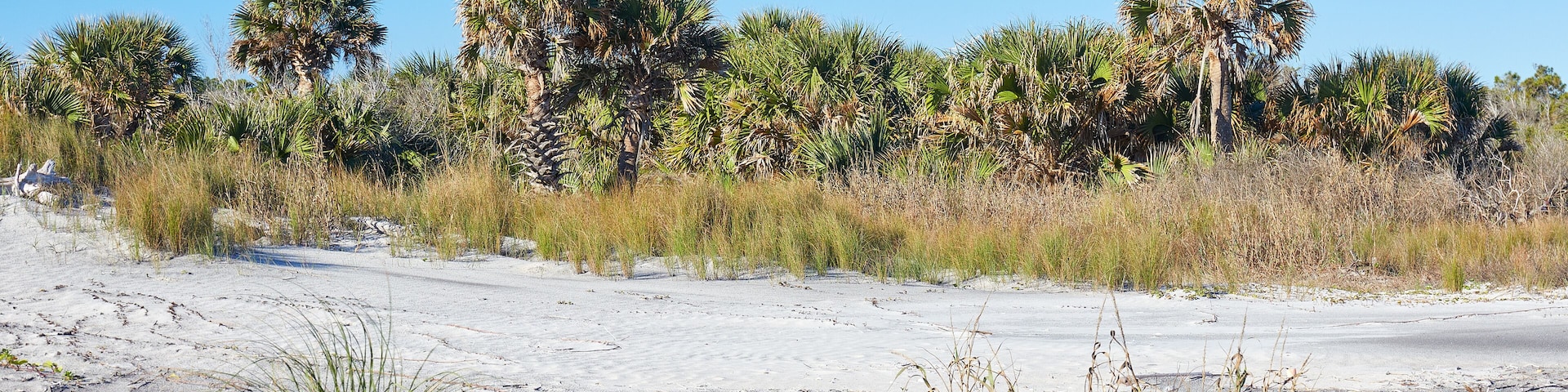 Palm trees near the beach at Little Talbot Island State Park near Jacksonville, Florida