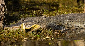 Panoramam of Alligator In Swamp