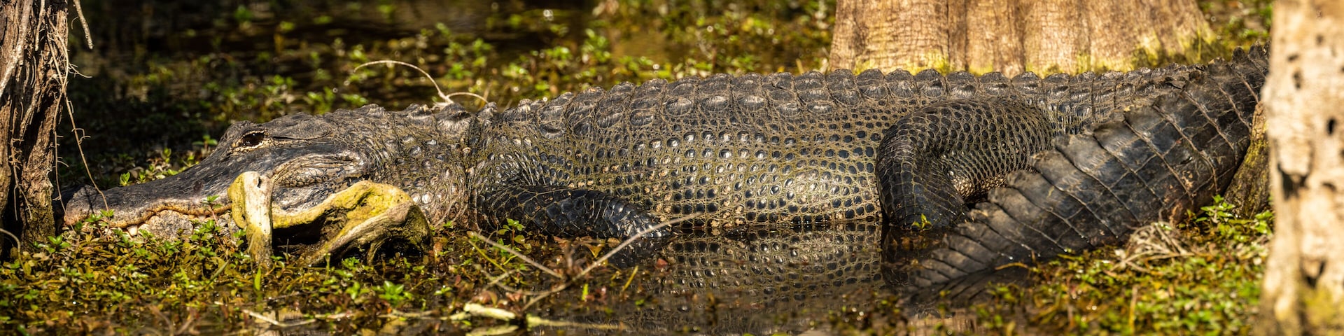 Panoramam of Alligator In Swamp