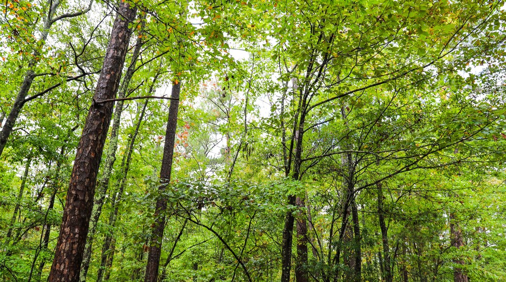 a sky shot of gorgeous lush green and autumn colored trees in the forest at Sweetwater Creek State Park in Lithia Springs Georgia