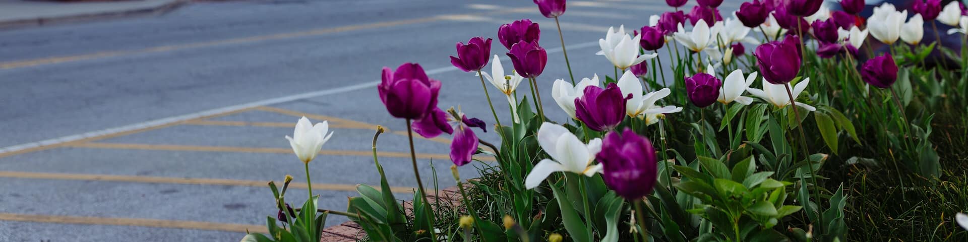 Beautiful streets in old American small town on sunny spring day. Landscaping design with colorful tulips in small city. The day before Easter in Hendersonville, North Carolina, USA - 30 March 2024