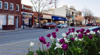 Beautiful streets in old American small town on sunny spring day. Landscaping design with colorful tulips in small city. The day before Easter in Hendersonville, North Carolina, USA - 30 March 2024