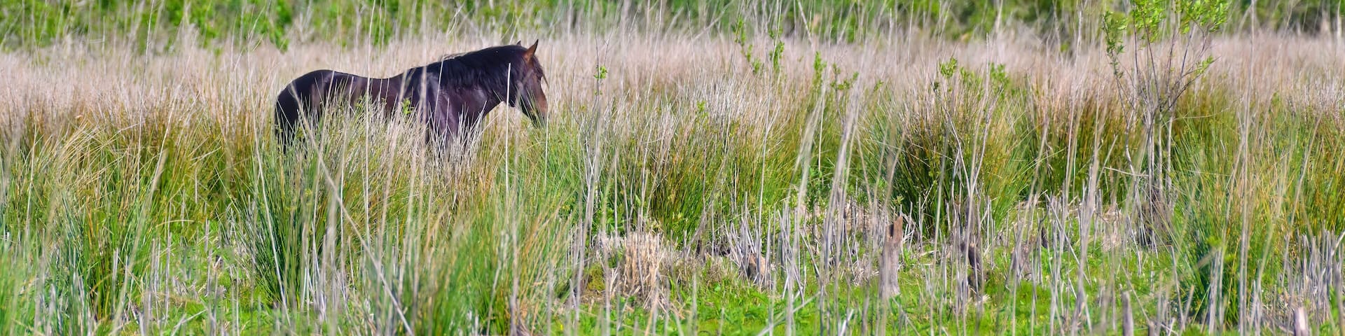 Wild horse in the prairie at Paynes Prairie Preserve State Park Florida USA.