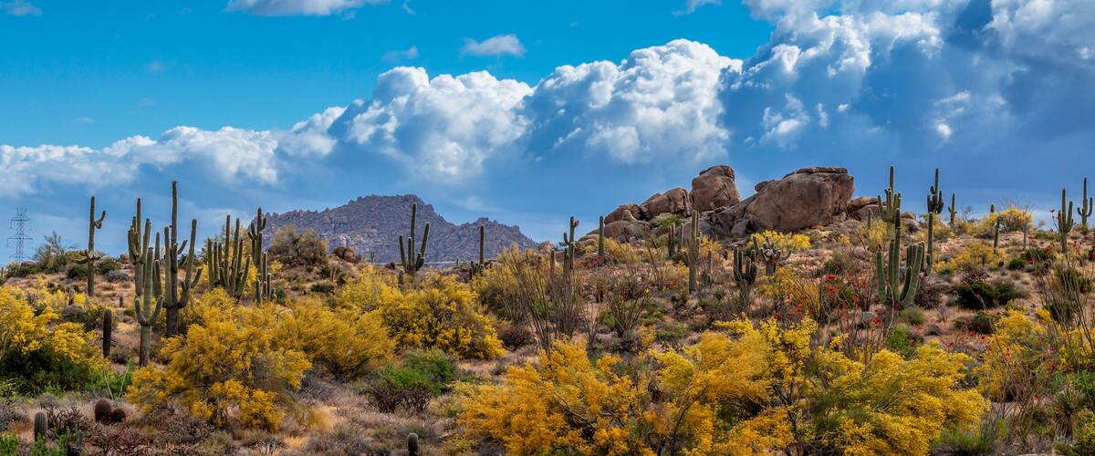 Browns Ranch Desert Preserve In North Scottsdale AZ