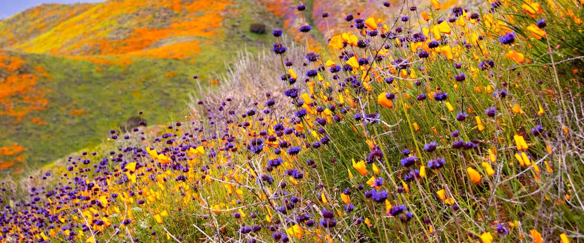 California poppies (Eschscholzia californica) and Chia (Salvia hispanica) blooming on the hills of Walker Canyon during the superbloom, Lake Elsinore, south California