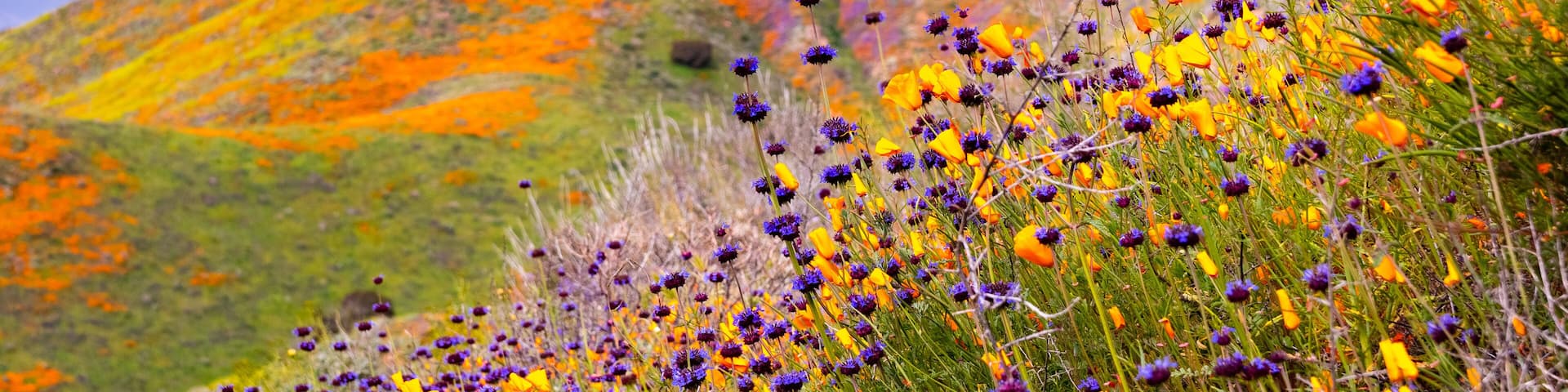 California poppies (Eschscholzia californica) and Chia (Salvia hispanica) blooming on the hills of Walker Canyon during the superbloom, Lake Elsinore, south California