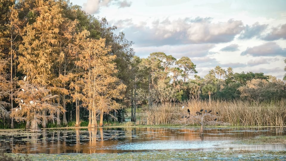 Bird perched on cypress tree in autumn swamp