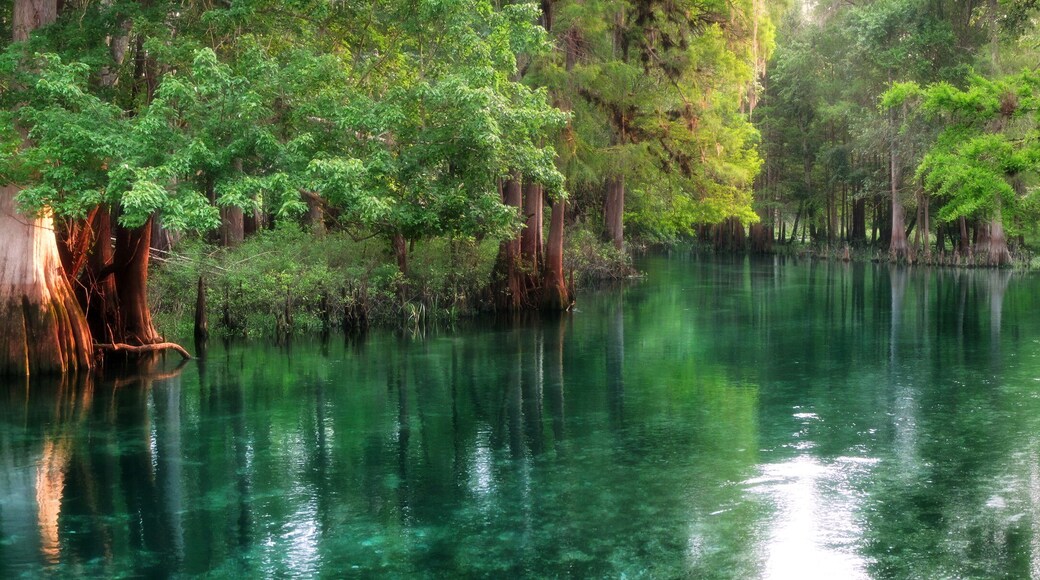 Florida spring-fed river panorama