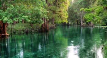 Florida spring-fed river panorama