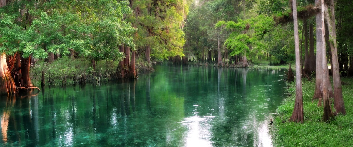 A serene river surrounded by tall trees and dense foliage.