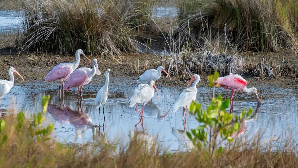 Wading birds in marsh, Merritt Island National Wildlife Refuge, Florida