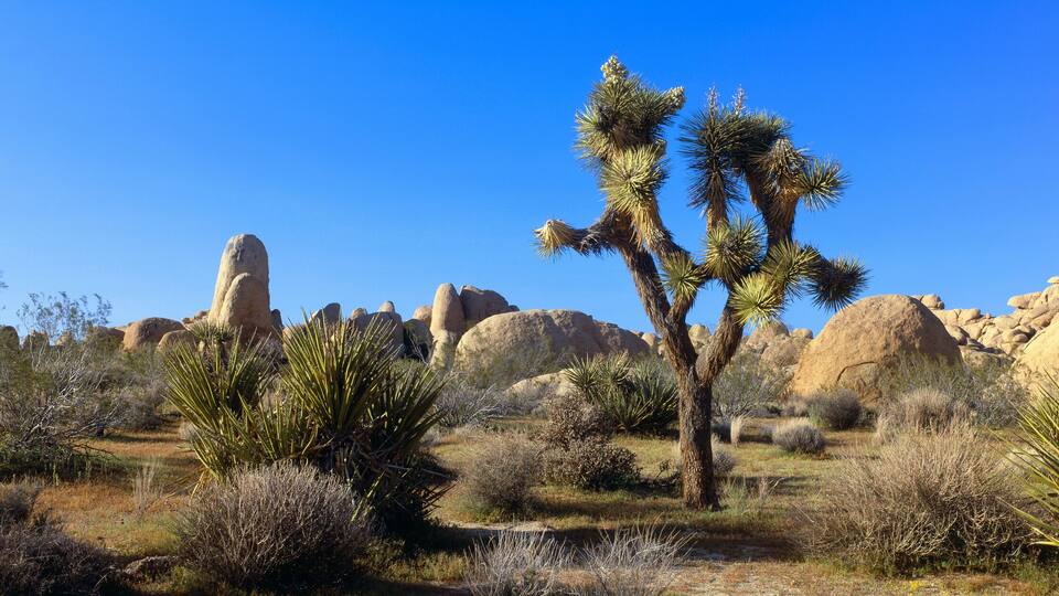 Joshua Tree National Park, Spring, California