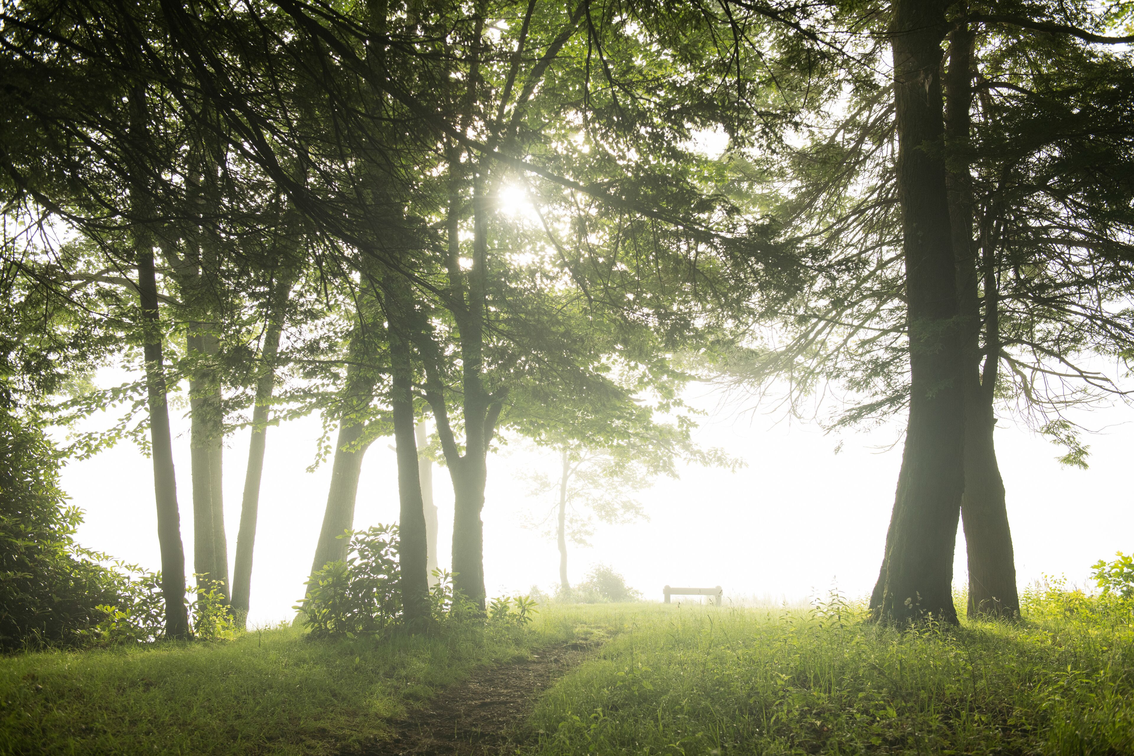 Bright Colorful Sunrise through Trees at Foggy Lake