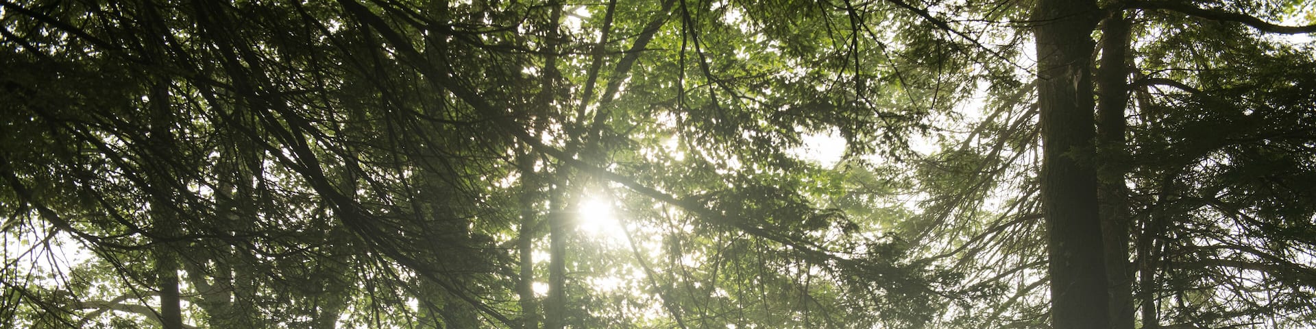 Bright Colorful Sunrise through Trees at Foggy Lake