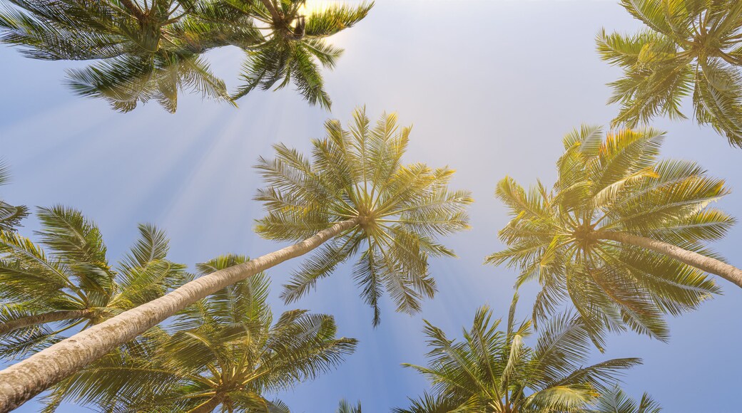 Summer beach background palm trees against sunny blue sky banner panorama. Tropical paradise travel destination. Exotic nature abstract low point of view