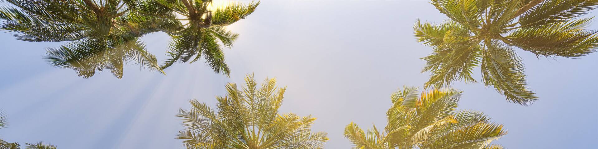 Summer beach background palm trees against sunny blue sky banner panorama. Tropical paradise travel destination. Exotic nature abstract low point of view